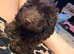 Beautiful chocolate brown toy poodle