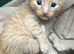 BEAUTIFUL KITTENS TO RESERVE