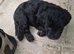 Gprockerpoos for sale