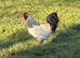 Sussex cockerel