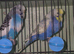 Budgies for new perch