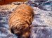 Stunning f1b red labradoodles