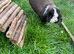 Mini lop