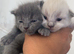 Ragdoll X British Kittens