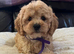 Cavachon x toy poodle puppies