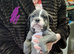 Beautiful old English bulldogs for sale!!!