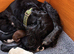 Sprocker puppies only 4 boys left