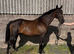 Safe Happy hack and low level allrounder