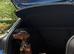 European Dobermann Male Brown & Tan