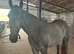 Flashy grey roan 3 year old mare.