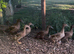 Khaki Campbell female ducks for sale