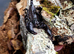 Emperor Scorpions at Birmingham Reptiles