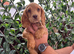 BEAUTIFUL GOLDEN COCKER SPANIEL PUPPIES – LOVING FOREVER HOMES SOUGHT