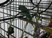 Male Indian ringneck