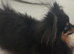Pomeranian boy
