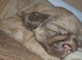 Imperial Shih Tzu Puppies (Boys)