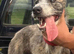 Beautiful Lurcher puppies