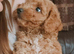 Toy cavapoo