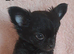 Ready Now Long coat chihuahua males