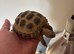 Horse field tortoise