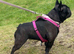 Micro French Bulldog