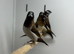 Bengalese finches