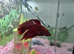 Male fighter fish