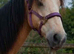 Stunning Traditional Gypsy Cob Gelding
