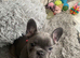 Meet our gorgeous female French bulldogs