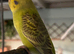 Baby budgie