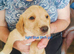 Cocker spaniel x Labrador