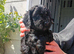 Cockapoo puppies for sale
