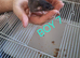 Baby male dumbo  rats