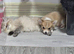 Apple head chihuahua female puppy