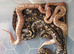 Hatchling royal/ball pythons