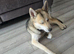 Male Husky for sale