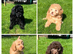 READY NOW! Stunning Labradoodles (Miniature) From Health tested parents