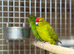 Kakariki parrot