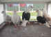 Young German Owls For Sale