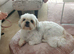Adult female shih tzu wanted between 2 and 5yrs old