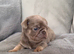 Pug Puppies
