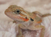 Red hypo translucent with blue bars Possible female
