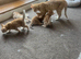 3 beautiful full ginger boy kittens ready now