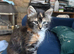 Three beautiful kittens available