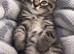 Bengal Maine coon mix kitten!