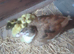 Muscovy ducklings