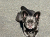 Loving Home Required for Fluffy French Bulldog Ziggy