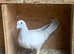 Milky racer racing homing young pigeons