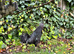 Pure Ayam Cemani cockrel