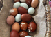 Hand reared chicks and chickens